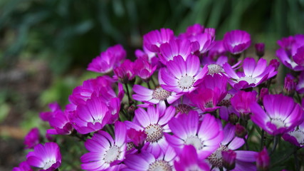 Fototapeta na wymiar vibrant flowers