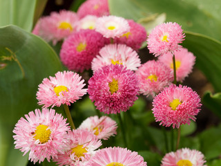 Pâquerettes pomponnettes de coloris rose (bellis Perennis)