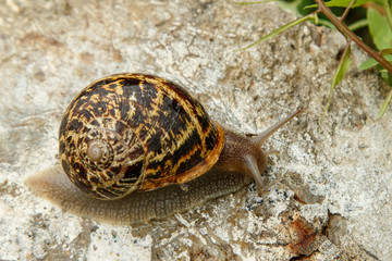 Caracol sobre piedra II