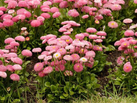P&acirc;querettes pomponnettes de coloris rose (bellis Perennis)