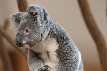Koala Bear or Phascolarctos cinereus,