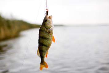 Fishing in the delta of the Volga River on the river Baklanya. The Astrakhan region. Russia. Caught...