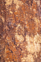 Tree skin red mix color pattern