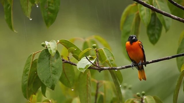 Baltimore Oriole, Icterus galbula on the branch in the rain. Wildlife in Costa Rica.