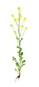 Rapeseed (brassica napus) isolated on white background. Agricultural crop used for oil production.