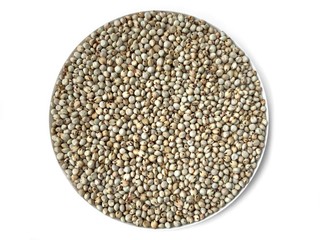 White sorghum seeds animal feeds spot focus 