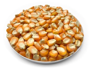 Corn seeds animal feeds close up and spot focus 