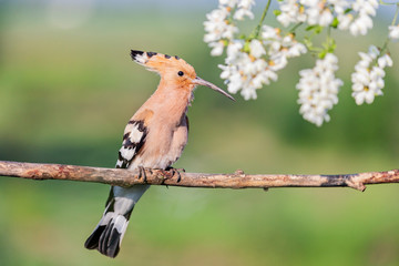 hoopoe sitting on a branch among the flowers of acacia © drakuliren
