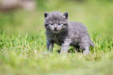 Naklejka na ściany i meble little gray kitten among the green grass