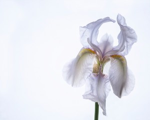 Iris isolated on white background