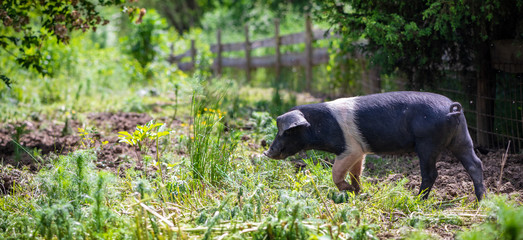 Sattelschwein Ferkel im Auslauf