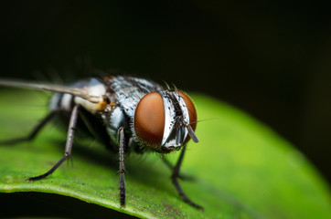 insect fly on on green leaf. fly house. Blow fly. Carrion fly