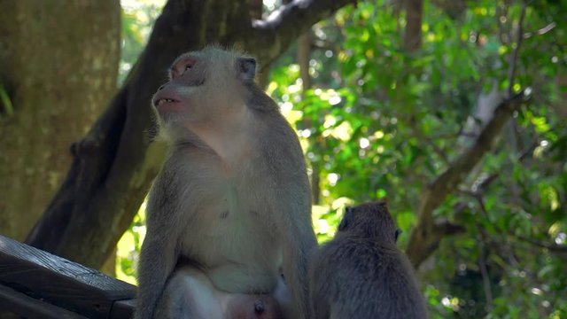 Slow Motion: Cute Monkeys Sitting on a Branch in the Jungle - Ubud, Bali
