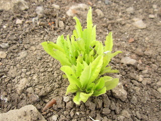 young sprouts on dry stony soil