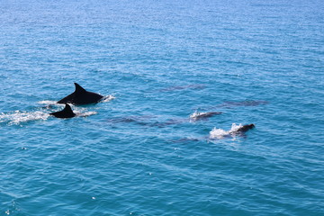Dauphins dans l'océan Indien