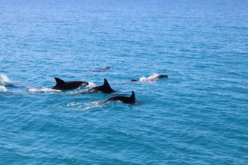 Fototapeta premium Dauphins dans l'océan Indien