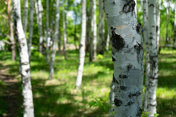 Birch Grove