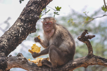 Eating time for the monkey