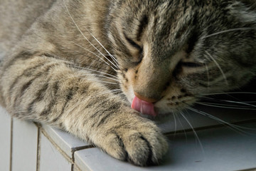 Striped cat licking its paw - closeup