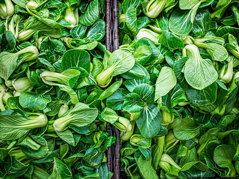 Green Baby Bok Choy or Known as Chinese Cabbage. Mini Shanghai Bok Choy or Pak Choi. Brassica rapa chinensis