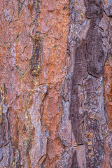 Wood tree colorful skin