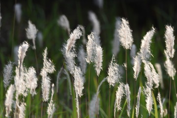 Cogon grass is shining beautifully.