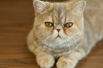 Exotic Shorthair Cat with wide eyes sitting on a wooden table looking into camera giving funny expressions