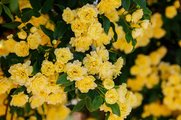 Obraz premium Small delicate yellow roses flowers, Rosa banksiae, rose flower blooming in garden. Spring time.