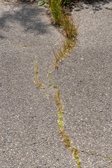 Straßenschaden durch Unkraut