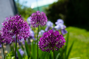 violet round flowers in the garden