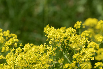 Small yellow wild flowers on a sunny summer day close up