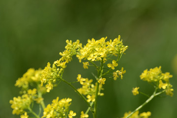 Small yellow wild flowers on a sunny summer day close up