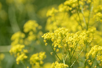 Obraz premium Small yellow wild flowers on a sunny summer day close up