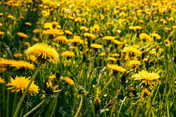 a large field of yellow dandelions