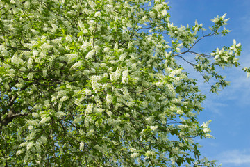 Prunus padus species of small trees of the genus Prunus in the family Rosaceae. Prunus padus branch with white flowers.