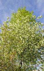 Prunus padus species of small trees of the genus Prunus in the family Rosaceae. Prunus padus branch with white flowers.