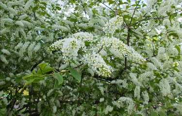 Prunus padus species of small trees of the genus Prunus in the family Rosaceae. Prunus padus branch with white flowers.