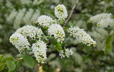 Prunus padus species of small trees of the genus Prunus in the family Rosaceae. Prunus padus branch with white flowers.