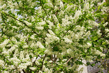 Prunus padus species of small trees of the genus Prunus in the family Rosaceae. Prunus padus branch with white flowers.