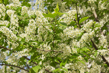Fototapeta na wymiar Prunus padus species of small trees of the genus Prunus in the family Rosaceae. Prunus padus branch with white flowers.