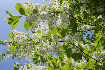 Prunus padus species of small trees of the genus Prunus in the family Rosaceae. Prunus padus branch with white flowers. - obrazy, fototapety, plakaty