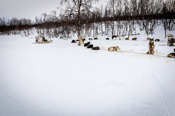 Resting Sled Dogs