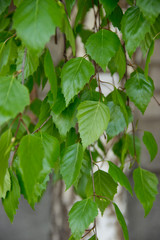Fototapeta na wymiar fresh leaves of birch tree in the daylight color
