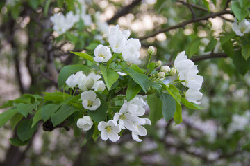 Apple branches with white flowers in the spring sun
