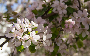 Apple branches with white flowers in the spring sun