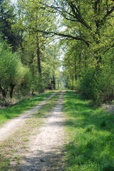 Fototapeta premium waldweg2