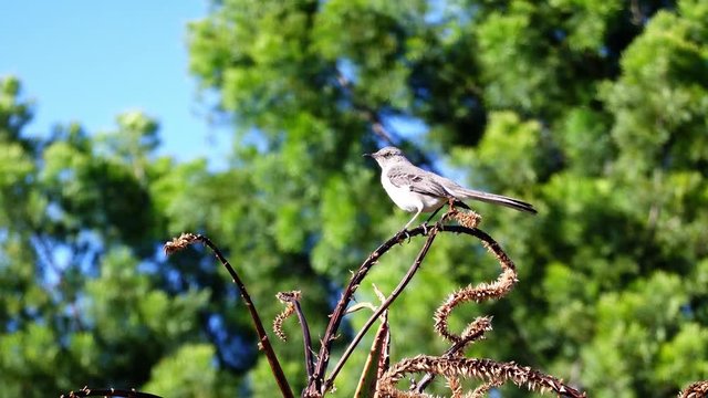 Northern Mockingbird standing on a bloom aloe
