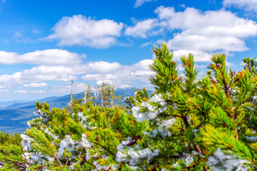 Dwarf mountain pine (mountain pine, pinus mugo) covered with ice crystals on the background of the snow capped mountain peak. Close up of pine needles against the blue sky. Winter is coming.