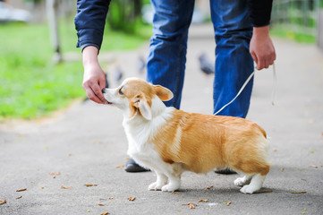 A man hand feeds a Pembroke Welsh Corgi puppy.
