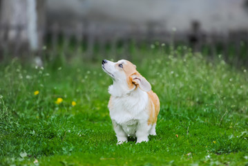 Obraz na płótnie Canvas Cute dog Welsh Corgi Pembroke on the grass
